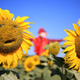 Two sunflowers in a field against a bright blue sky